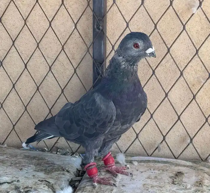 حمام منوع 6