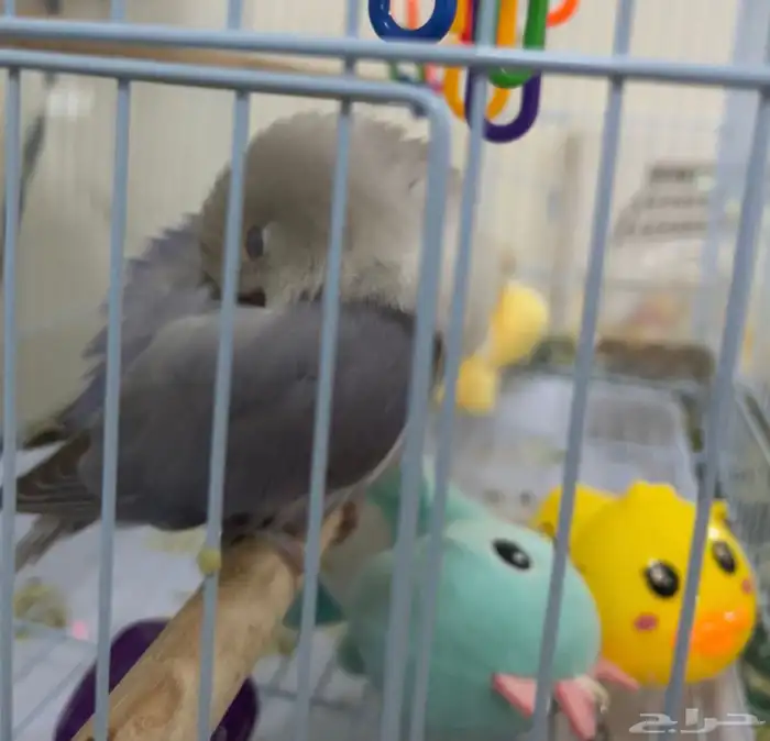 روز مفطوم وهدد داخلي.. 9