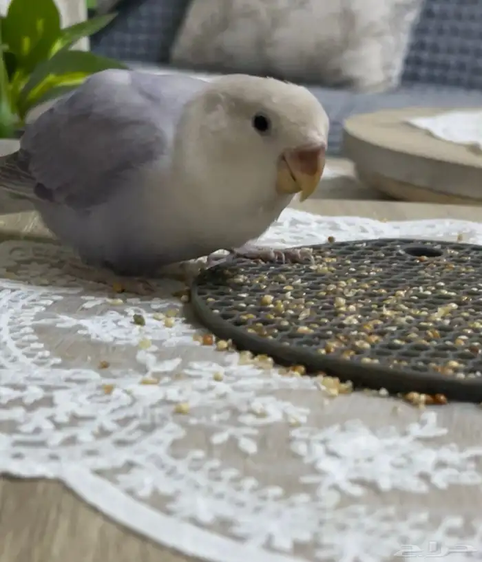 روز مفطوم وهدد داخلي.. 8