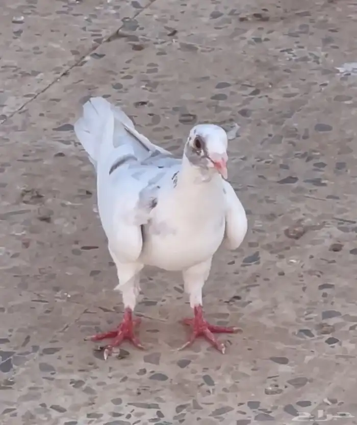حمام منوع 9