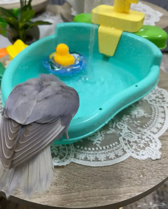 روز مفطوم وهدد داخلي.. 7