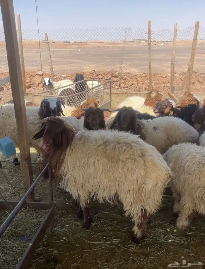 غنم نعيمي 1