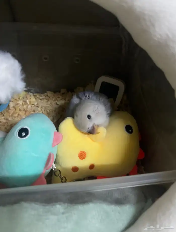 روز مفطوم وهدد داخلي.. 6