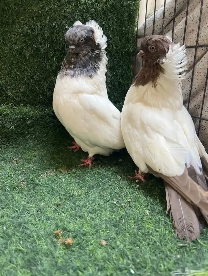 حمام. سوداني 2