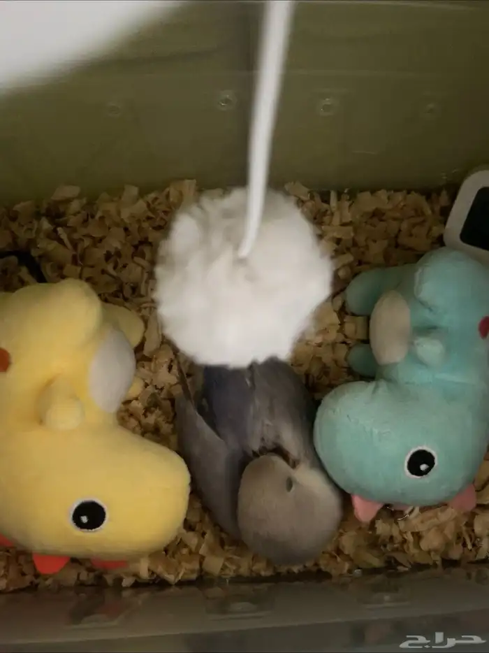 روز مفطوم وهدد داخلي.. 5