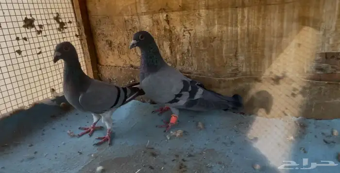 حمام منوع 11