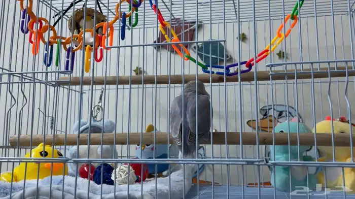 روز مفطوم وهدد داخلي.. 1