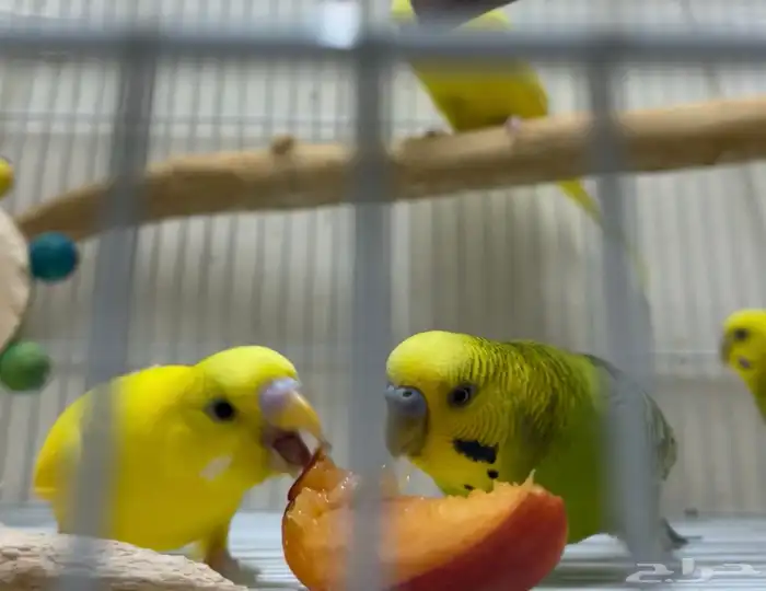 زلم وشيوخ قبيلة آل بادجي.. 4