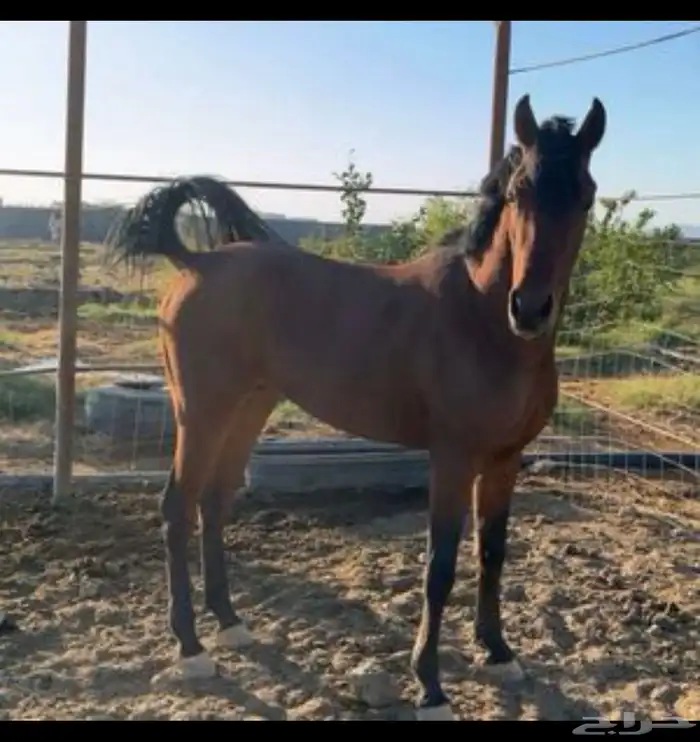 حصان واهو و البيع شعبي 0