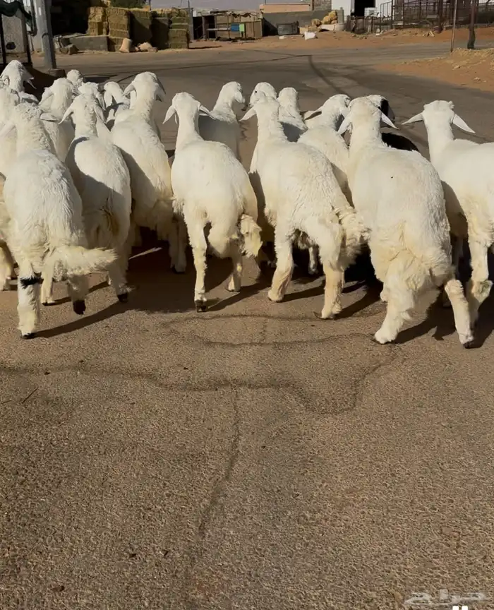 بهم حري جبر فاخر عدد 25 0