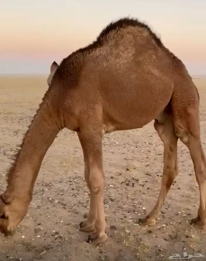 قعود فاخر من الآخر للبيع 0