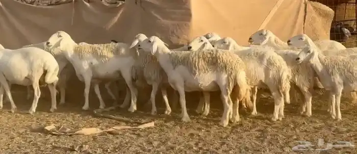 حرش مراح جبر وعرض 1