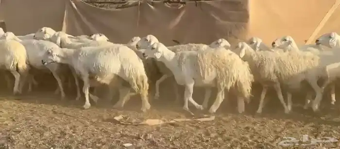 حرش مراح جبر وعرض 3