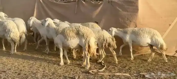 حرش مراح جبر وعرض 4
