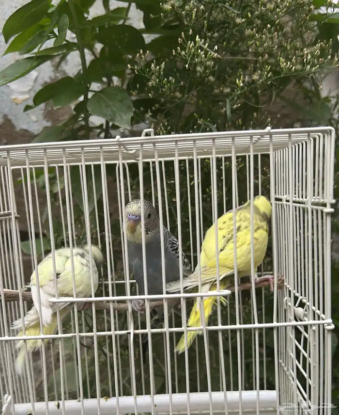 عصافير بادجي 0