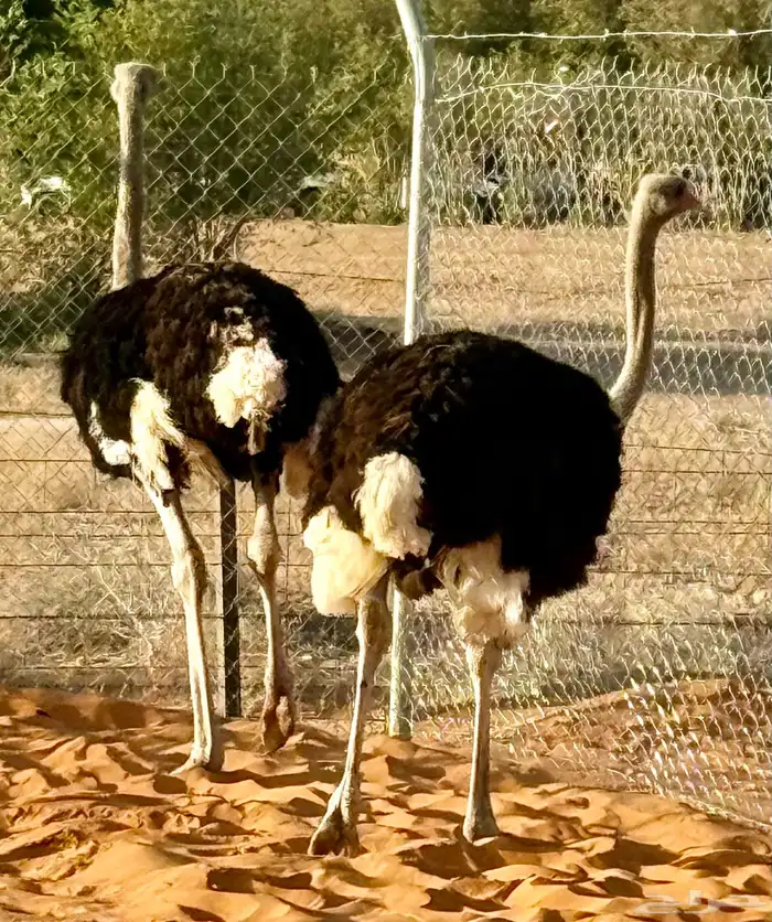 لحم نعام أفريقي .. عمر خمس سنوات 0