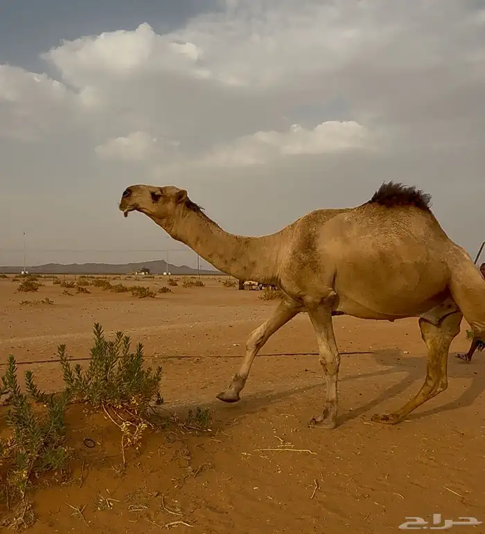 للبيع جمل احمر باتلي كفو ماشاءالله 0