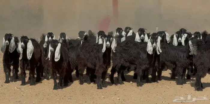 تبارك الله   جذعات عوارض ربش طيبه خوات بعض العدد 24 1