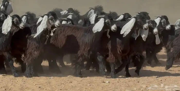 تبارك الله   جذعات عوارض ربش طيبه خوات بعض العدد 24 4