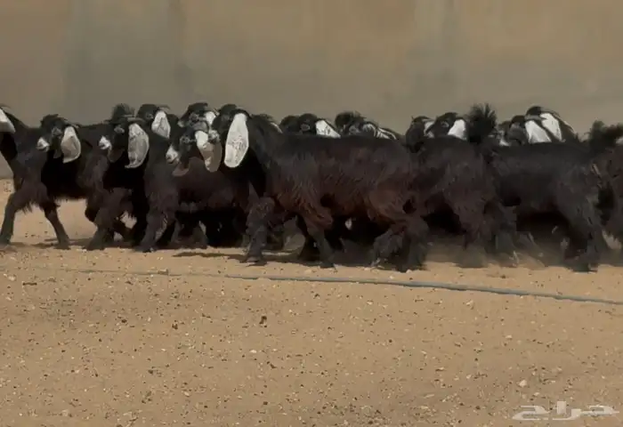 تبارك الله   جذعات عوارض ربش طيبه خوات بعض العدد 24 8