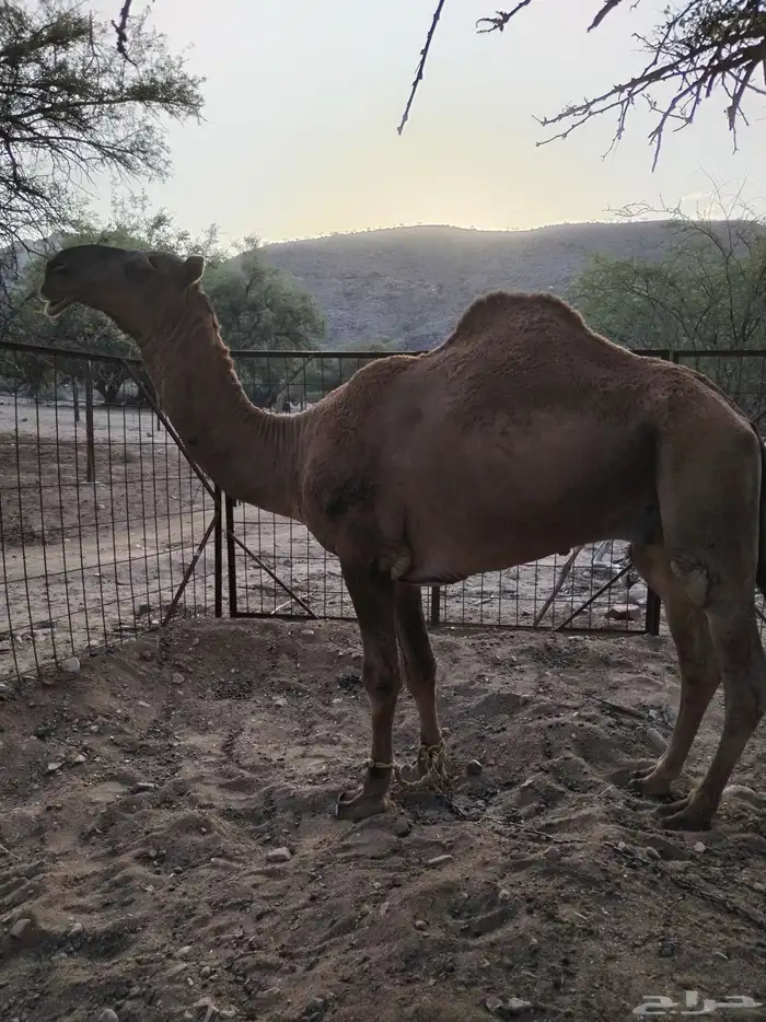 بعير طيب للبيع 1