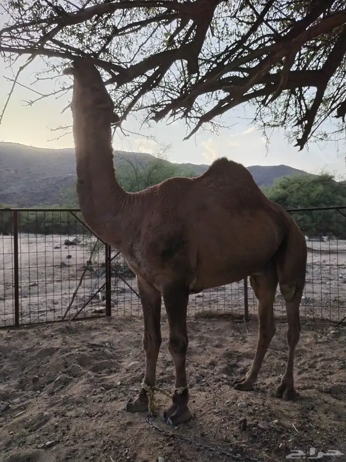 بعير طيب للبيع 2