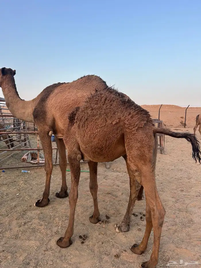 قعدان للبيع 2