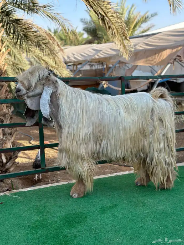 فخل عارضي اصفر 1