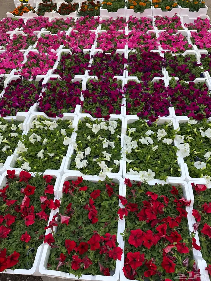 اشجار حلفا ورد   صغير اخوات خارجي  نرجس 4