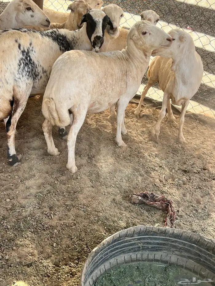 غنم رفيديات 10