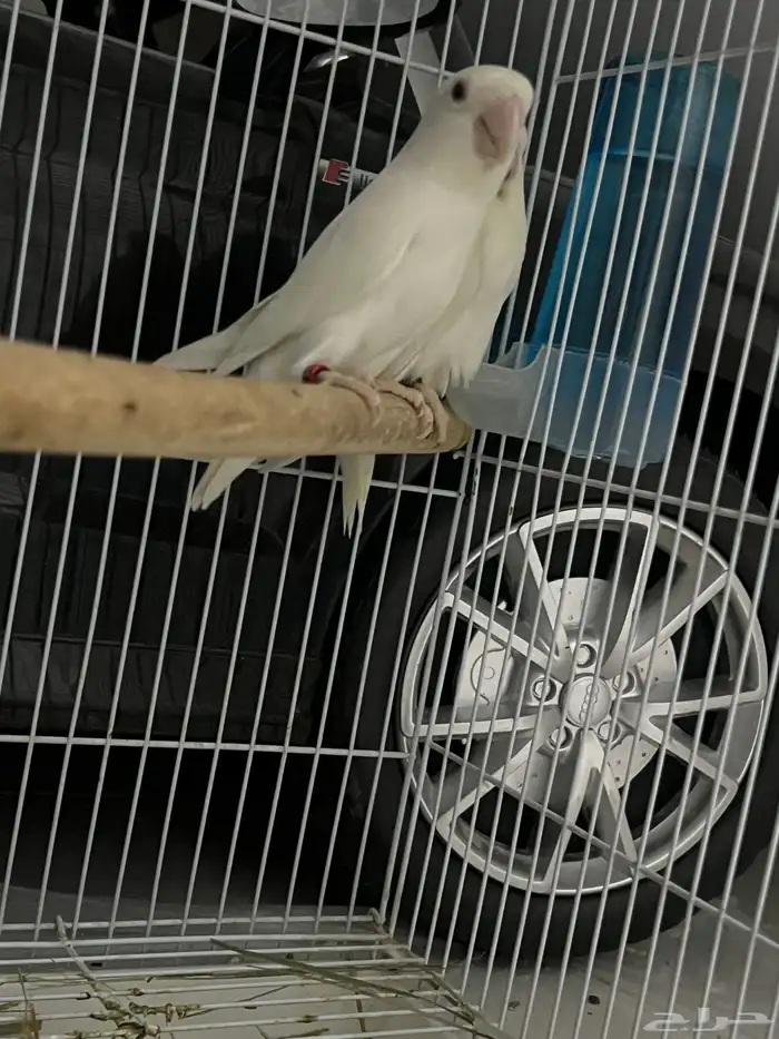 جوز روز البينو 2