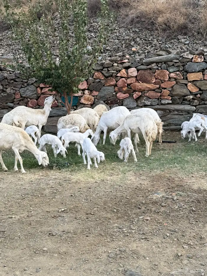 غنم مقاني 13 تحتها 14 12