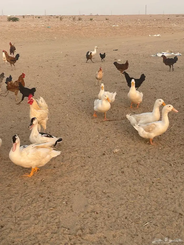 دجاج حمام وز عراقي بط 10