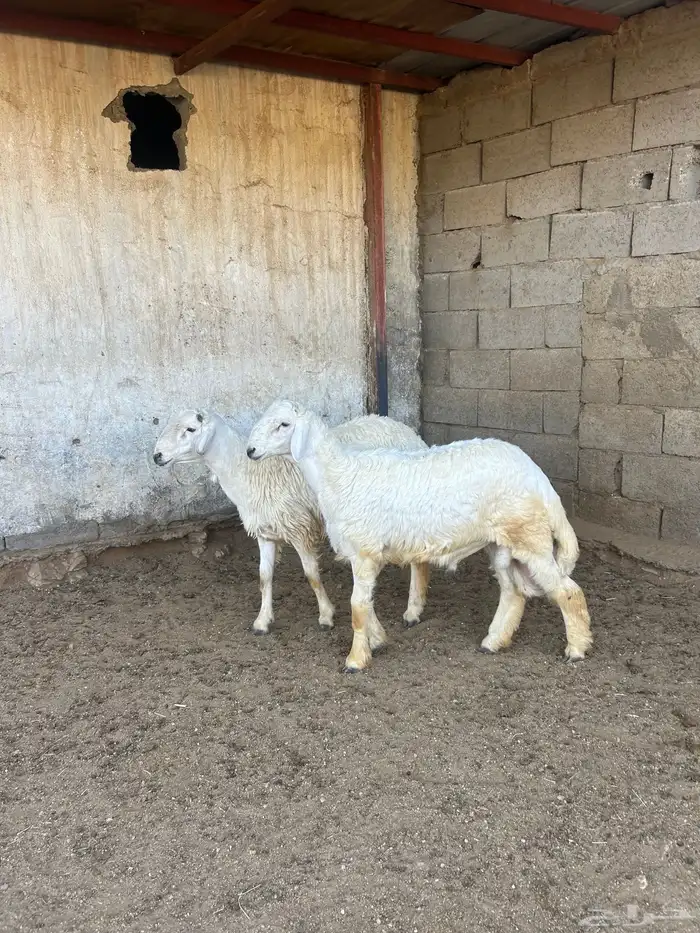 خروفين جبره للبيع 2