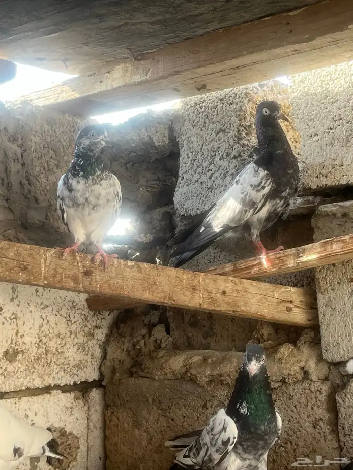 حمام باكستاني 0