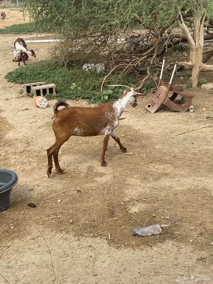 ماعز جنوبيه وشحاء 1