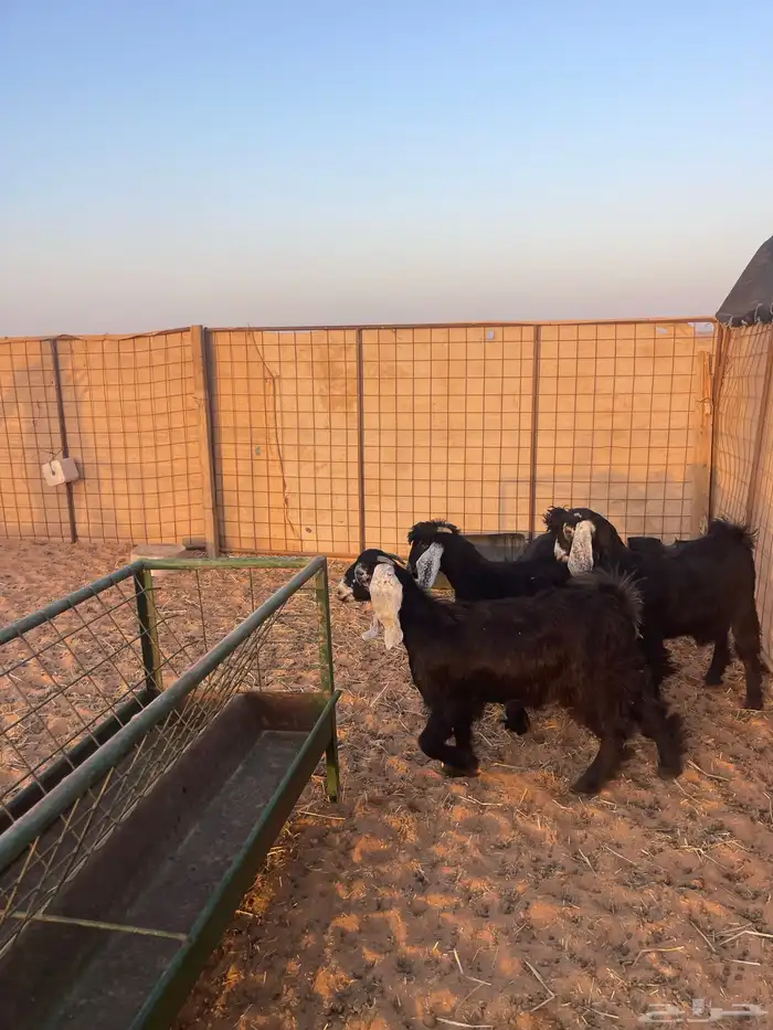 جفرات 1