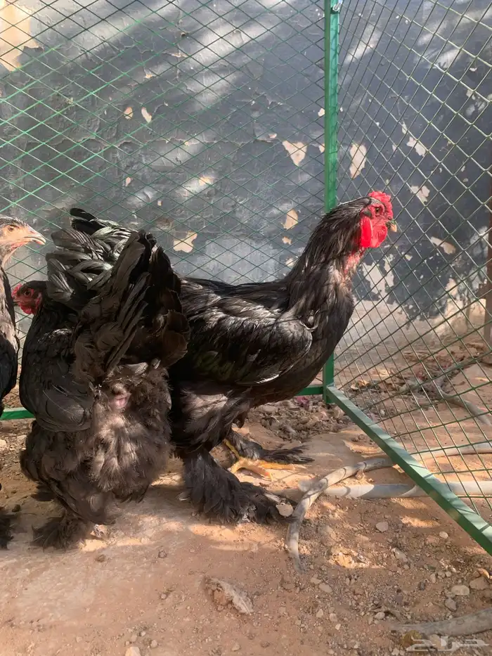 بشاير براهما اسود 1