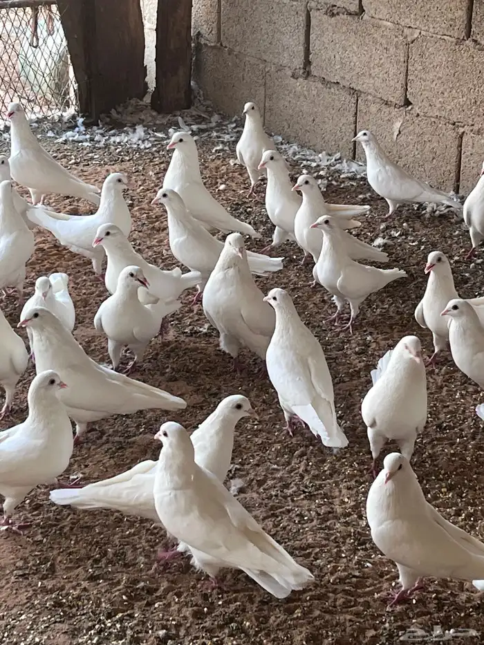 حمام فرنسي جامبو 1