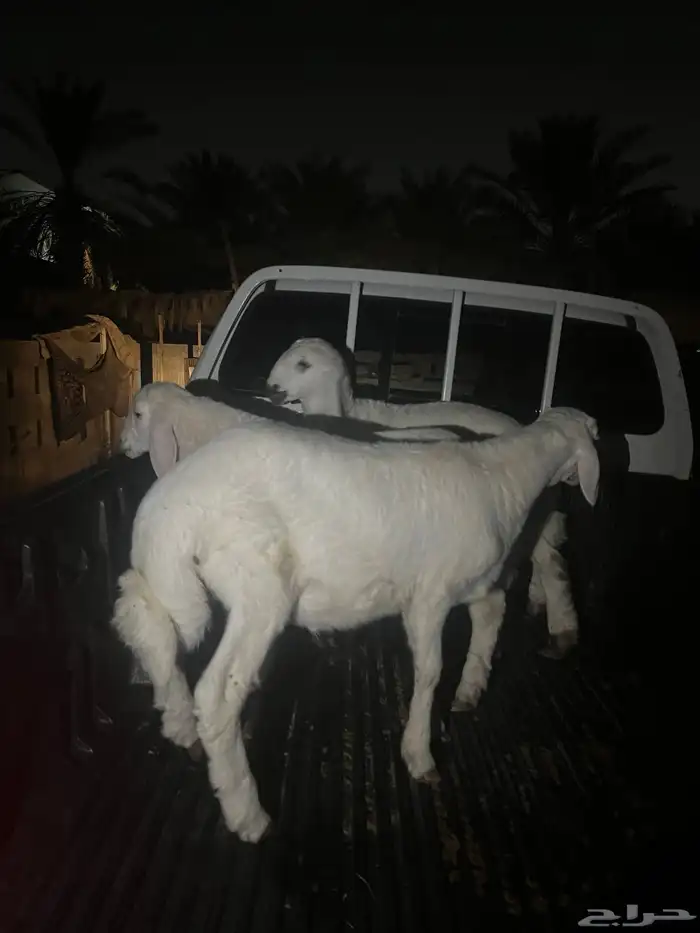 ثلاثه ذبايح خرفان الخرج 0