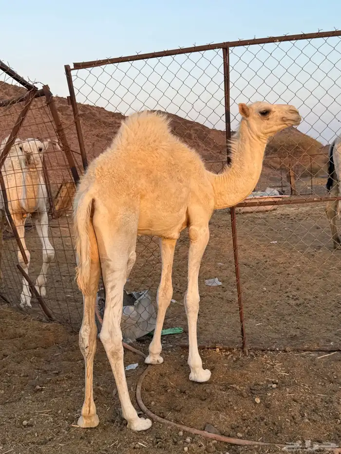 بكره فاخرره 0
