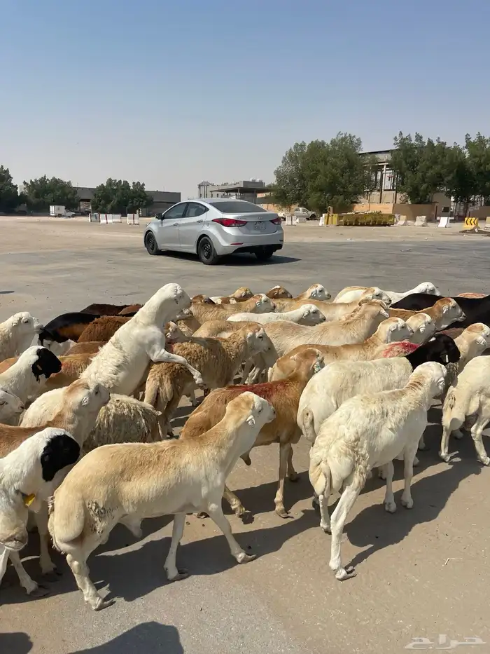 رفيدي ذبايح الدمام 4