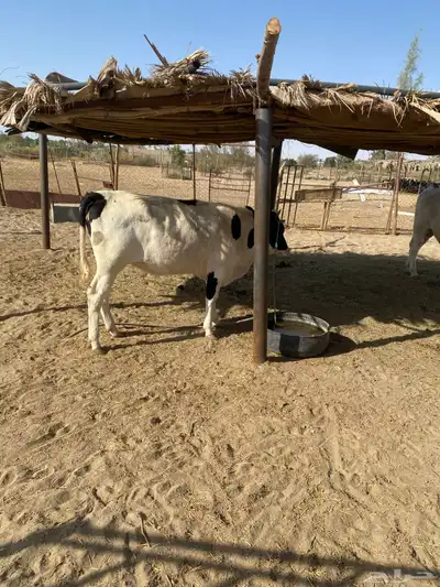 حسيل و حسيلة index