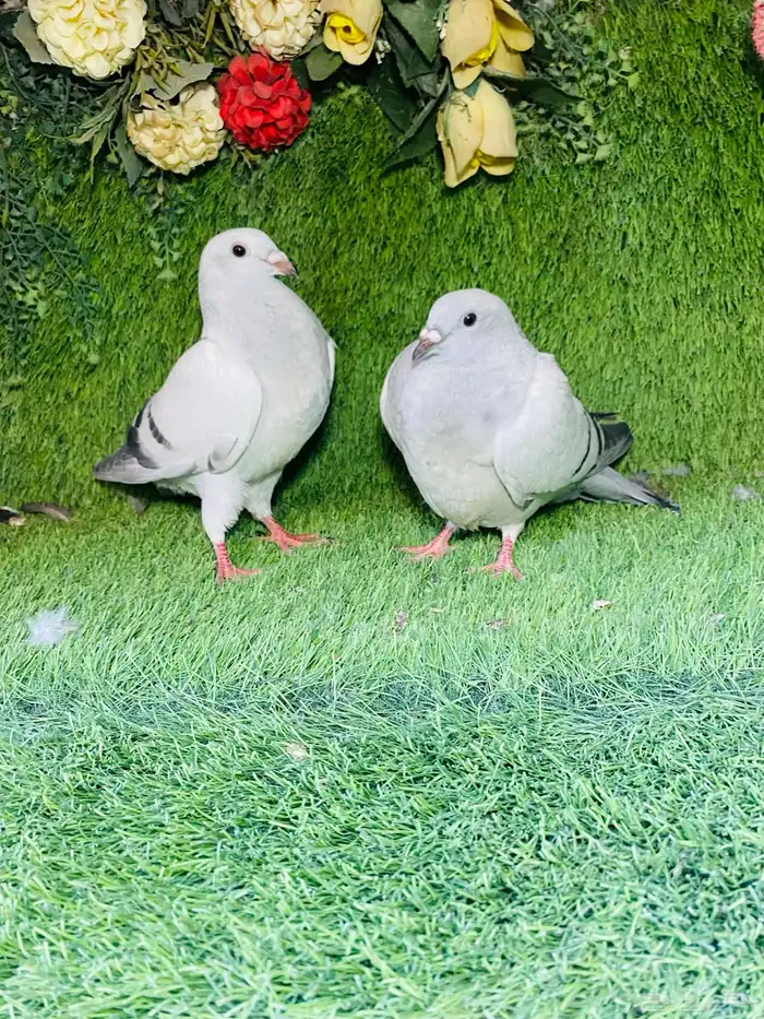 للبيع مجموعة طبات زواجل 9