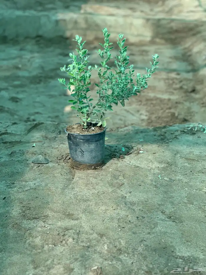مشاتل بيع الاشجار بالجملة للكميات فقط 1