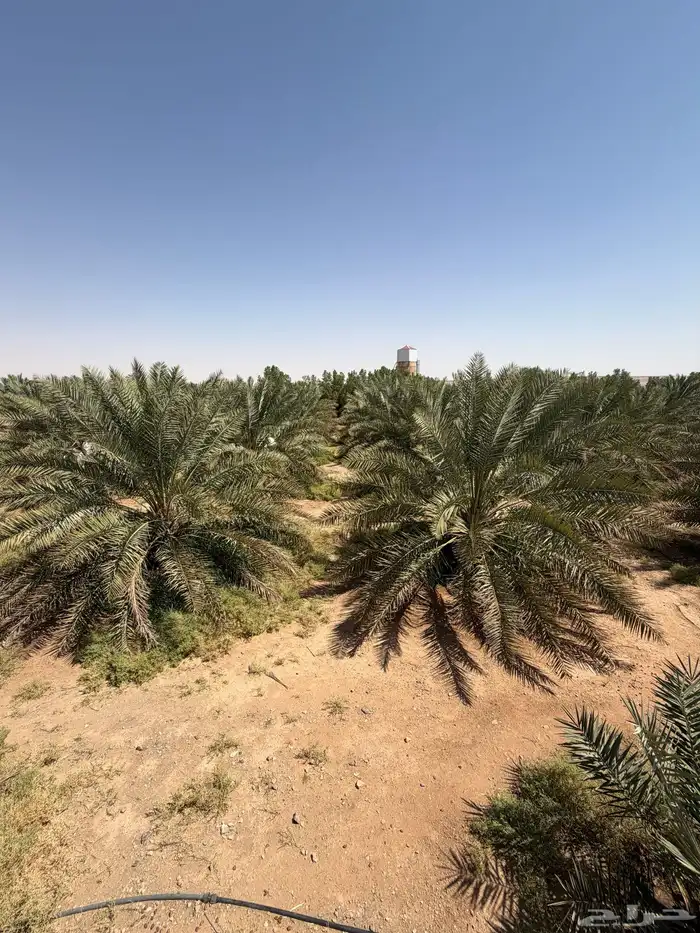 حوالي 100 نخلة (جثايث) ارتفاع 2متر إلى 3 متر 3