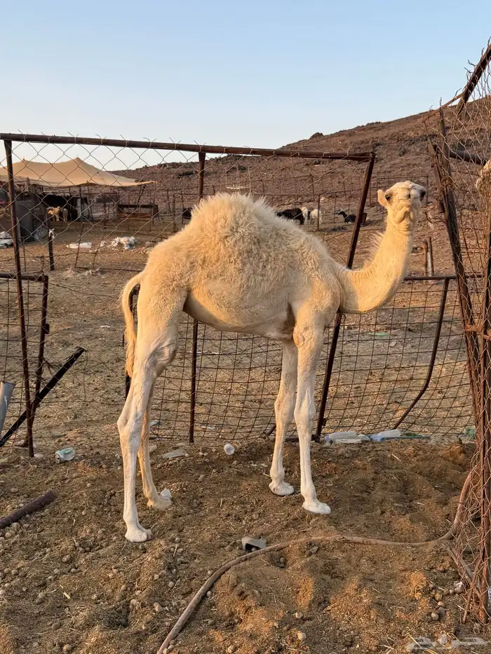 بكره فاخرره 2