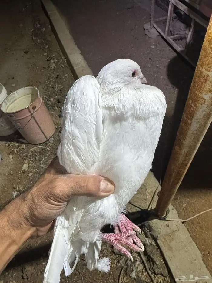 حمام فرنسي مفروز 12