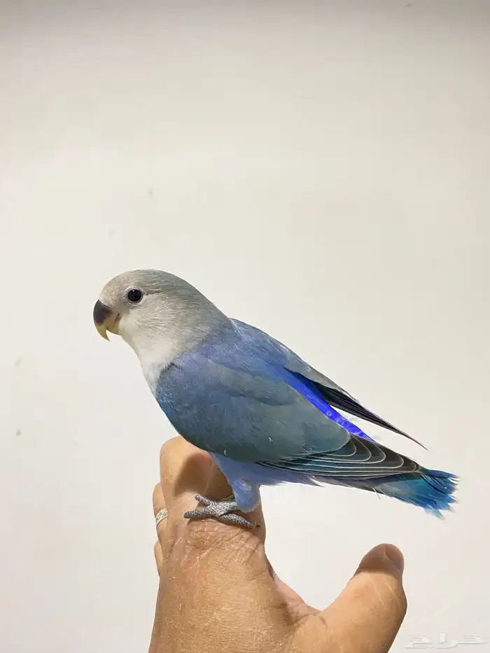 روزات اليفه جدا 4