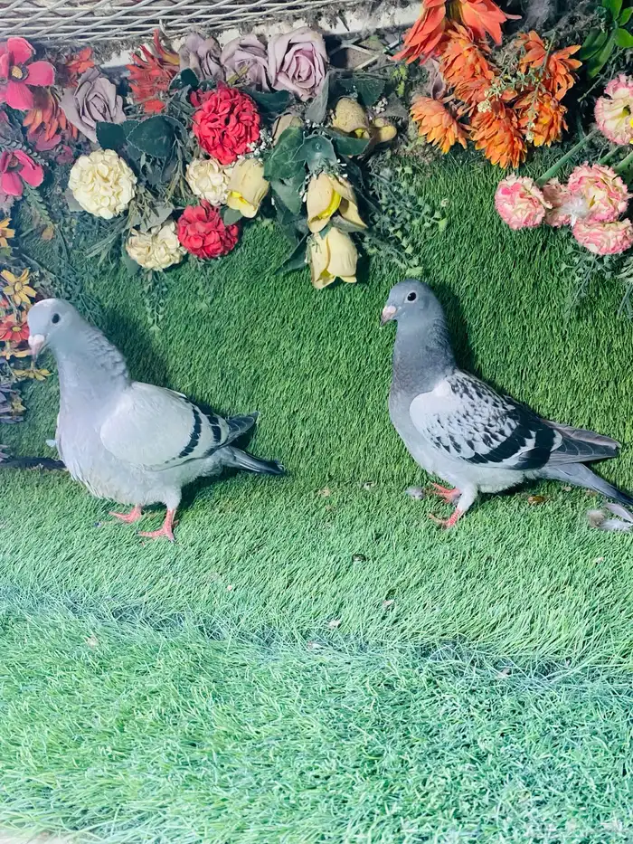 للبيع مجموعة طبات زواجل 5
